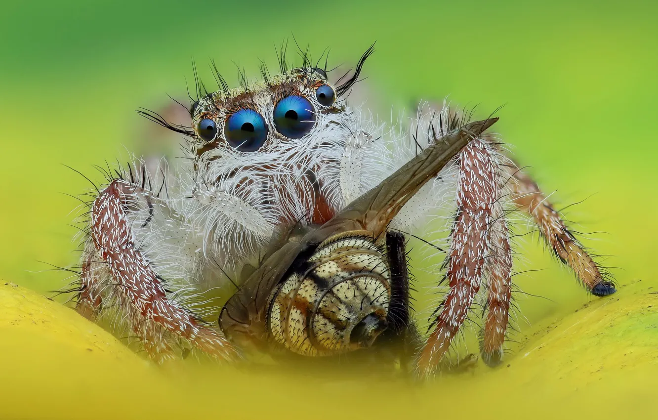 Photo wallpaper eyes, macro, fly, background, spider, hunter, jumper, jumper
