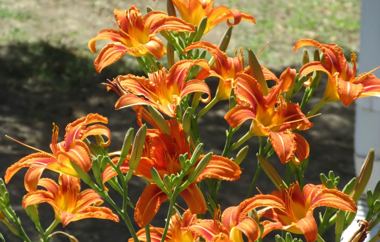 Photo wallpaper flowers, orange, the bushes, the daylilies, Mamala ©, Summer 2018