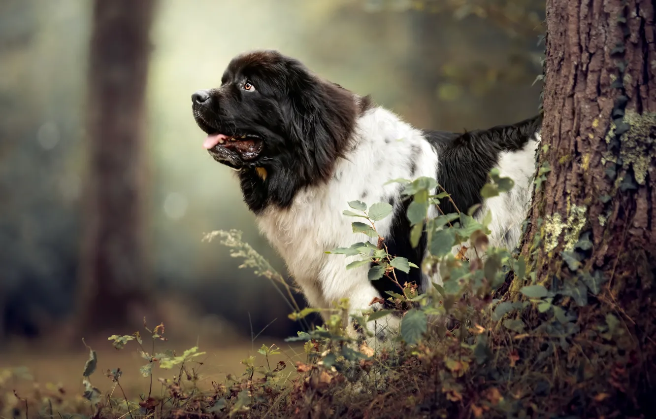 Photo wallpaper trees, dog, bokeh, Newfoundland