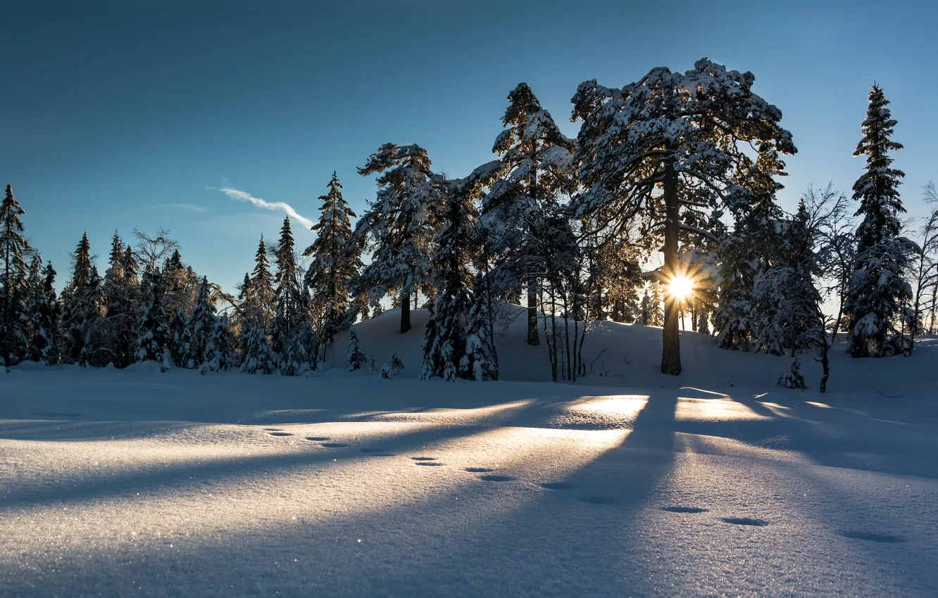 Photo wallpaper winter, the sun, snow, trees, Norway