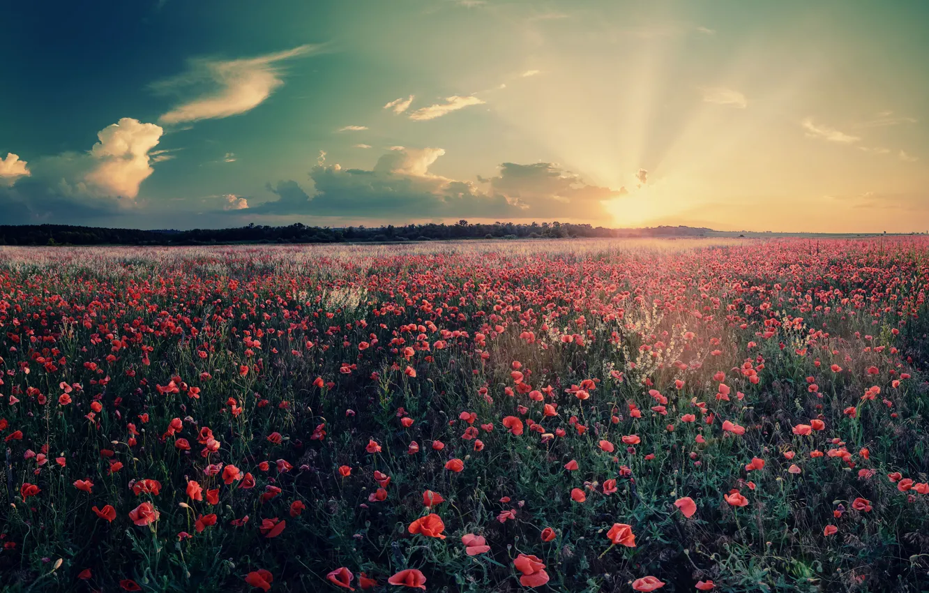 Photo wallpaper field, the sky, the sun, clouds, trees, landscape, flowers, nature