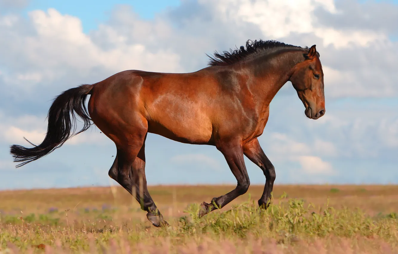 Photo wallpaper field, grass, look, face, clouds, nature, background, horse