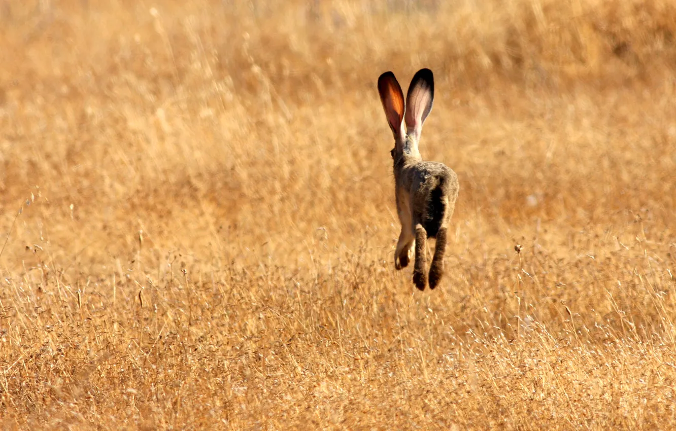 Photo wallpaper field, grass, hare, runaway, ears)