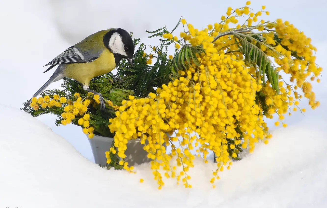 Photo wallpaper nature, bird, tit