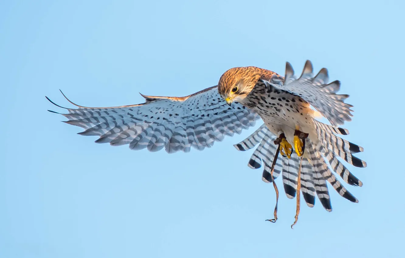 Photo wallpaper birds, wings, predator, Kestrel
