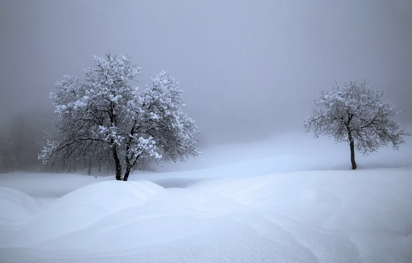 Photo wallpaper winter, snow, trees, Switzerland, the snow