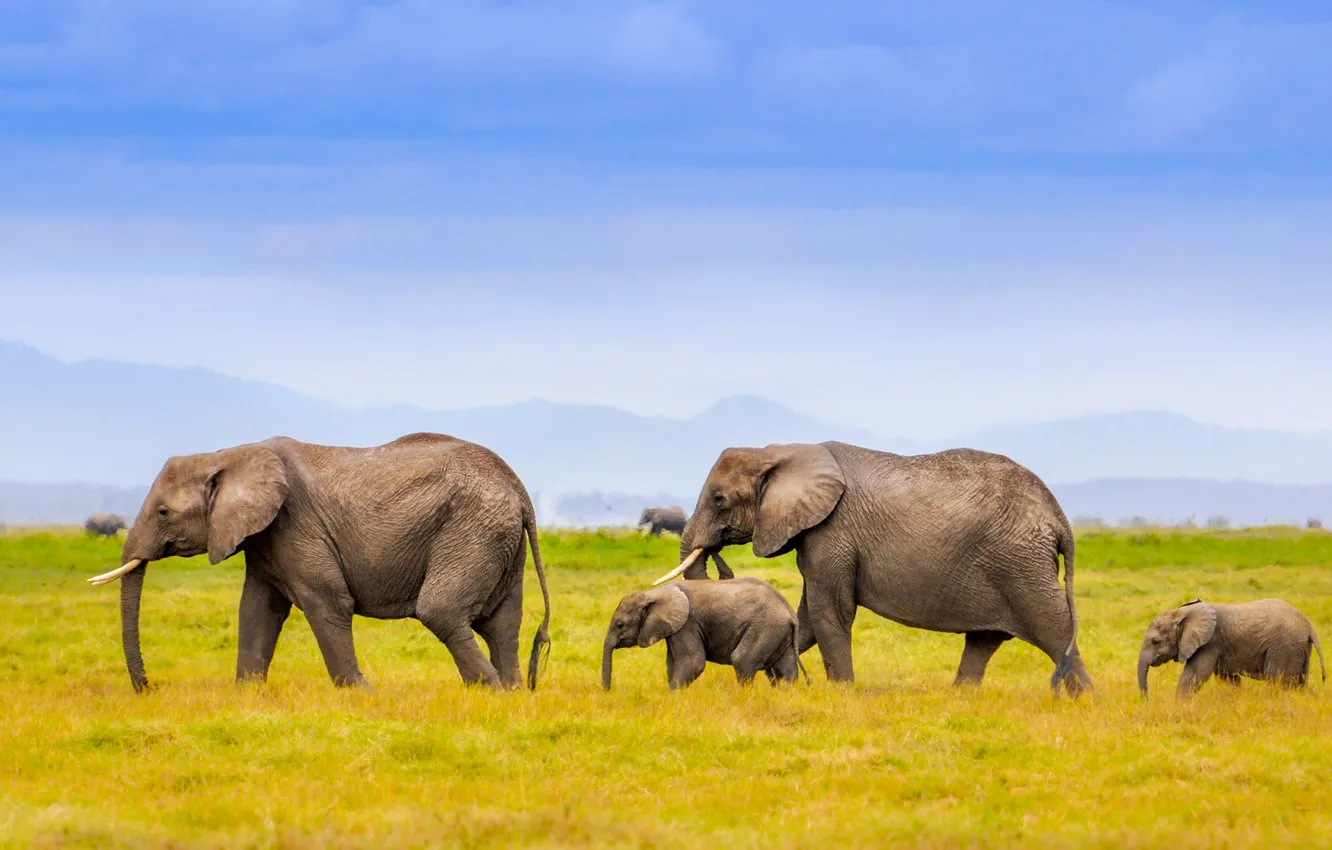 Photo wallpaper landscape, mountains, family, Africa, elephants