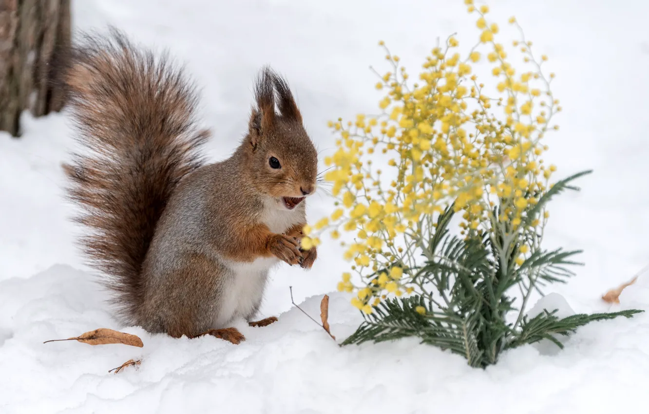 Photo wallpaper snow, protein, Mimosa