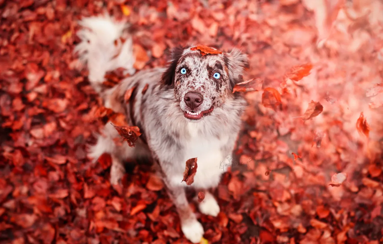 Photo wallpaper look, each, dog