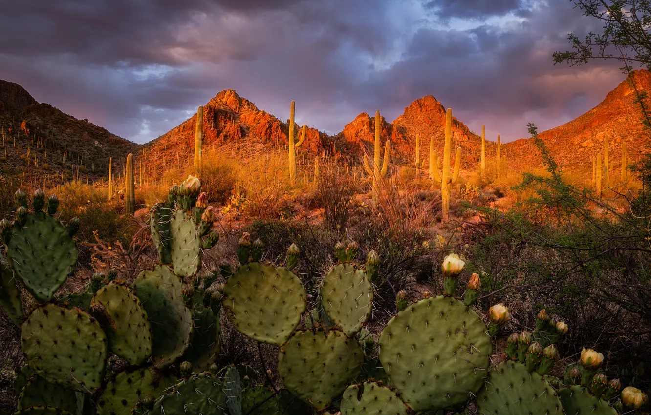 Photo wallpaper landscape, sunset, mountains, nature, AZ, cacti, USA, Tucson Mountain Park