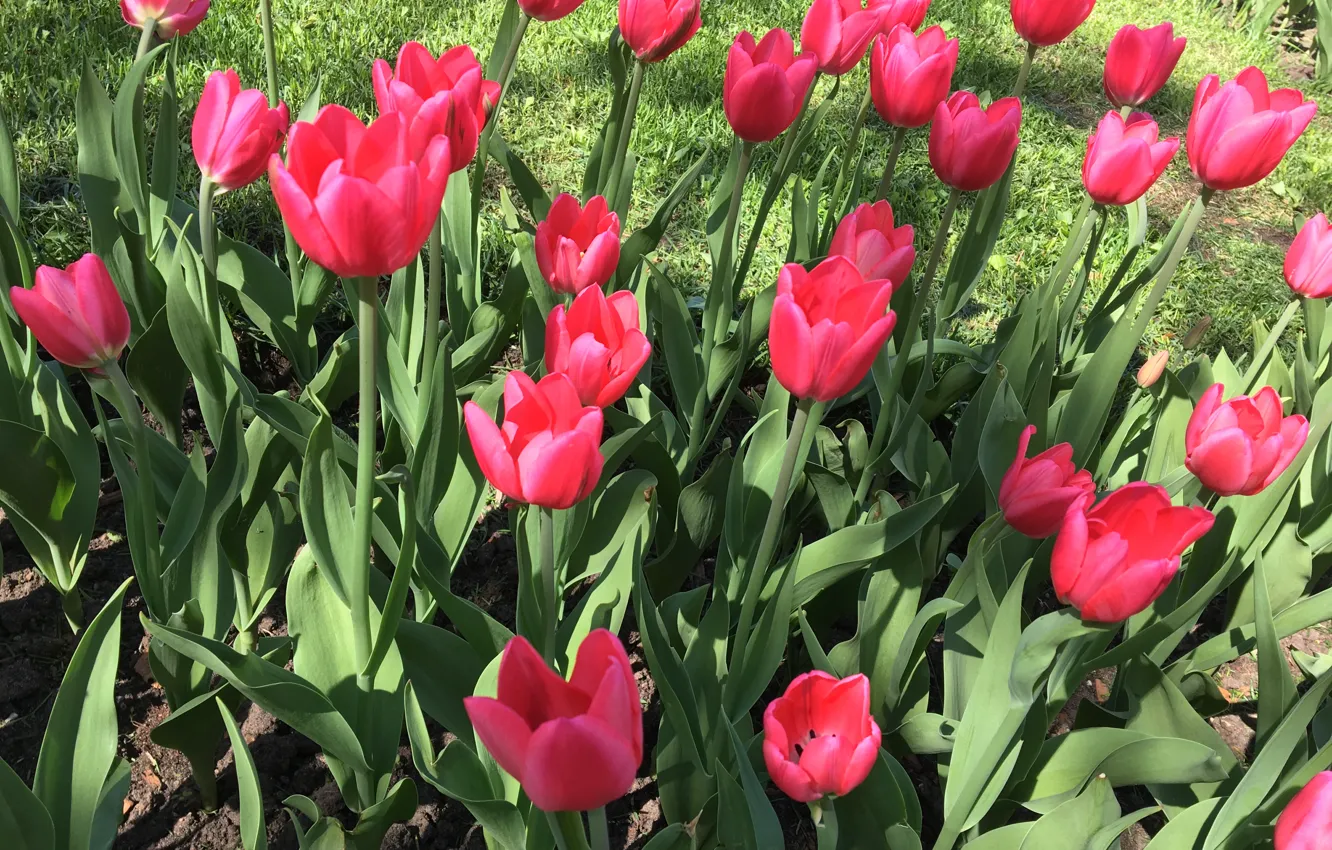 Photo wallpaper flowers, nature, plant, tulips, flora