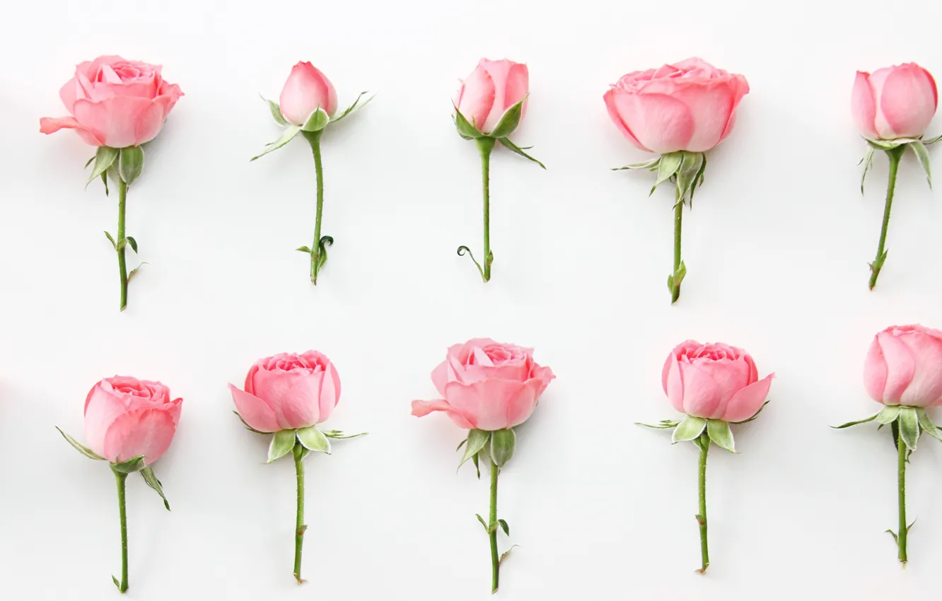 Photo wallpaper flowers, roses, wallpaper, buds, pink, roses