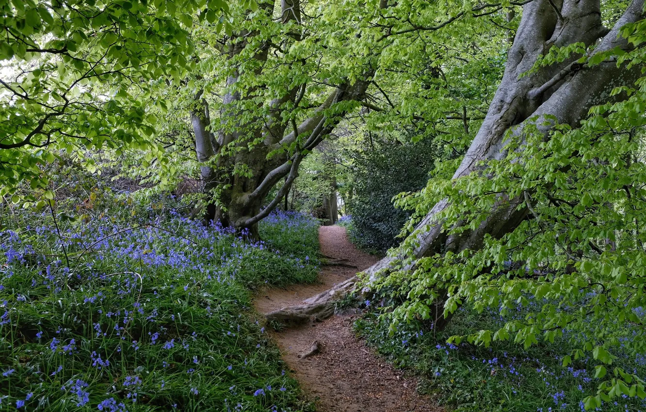 Photo wallpaper forest, flowers, spring