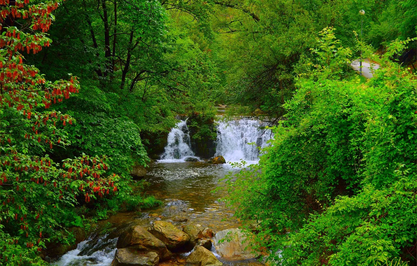 Photo wallpaper forest, trees, stones, waterfall, forest, trees, waterfall
