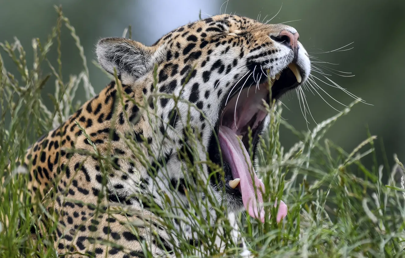 Photo wallpaper language, grass, face, mouth, Jaguar, wild cat, yawn