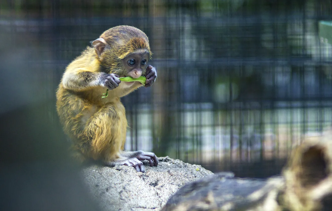 Photo wallpaper Monkey, Monkey, Zoo, Zoo, Monkey, The primacy of, A mammal, Macaque