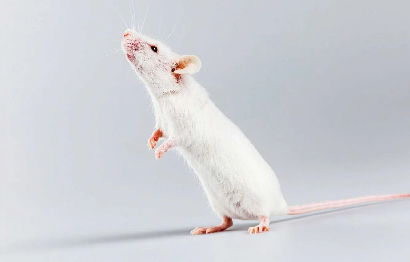 Photo wallpaper animal, cute, rat, decorative