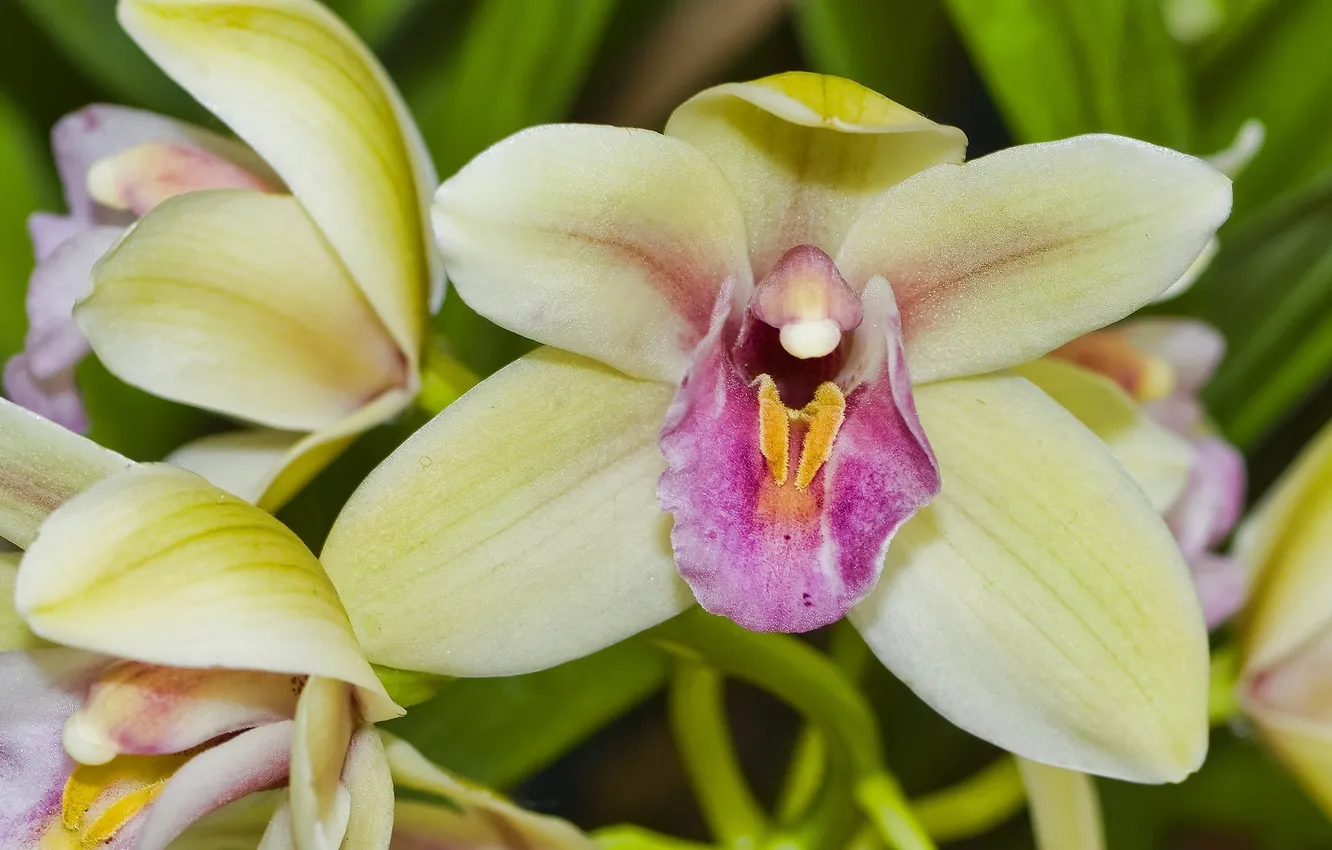 Photo wallpaper macro, petals, exotic, Orchid