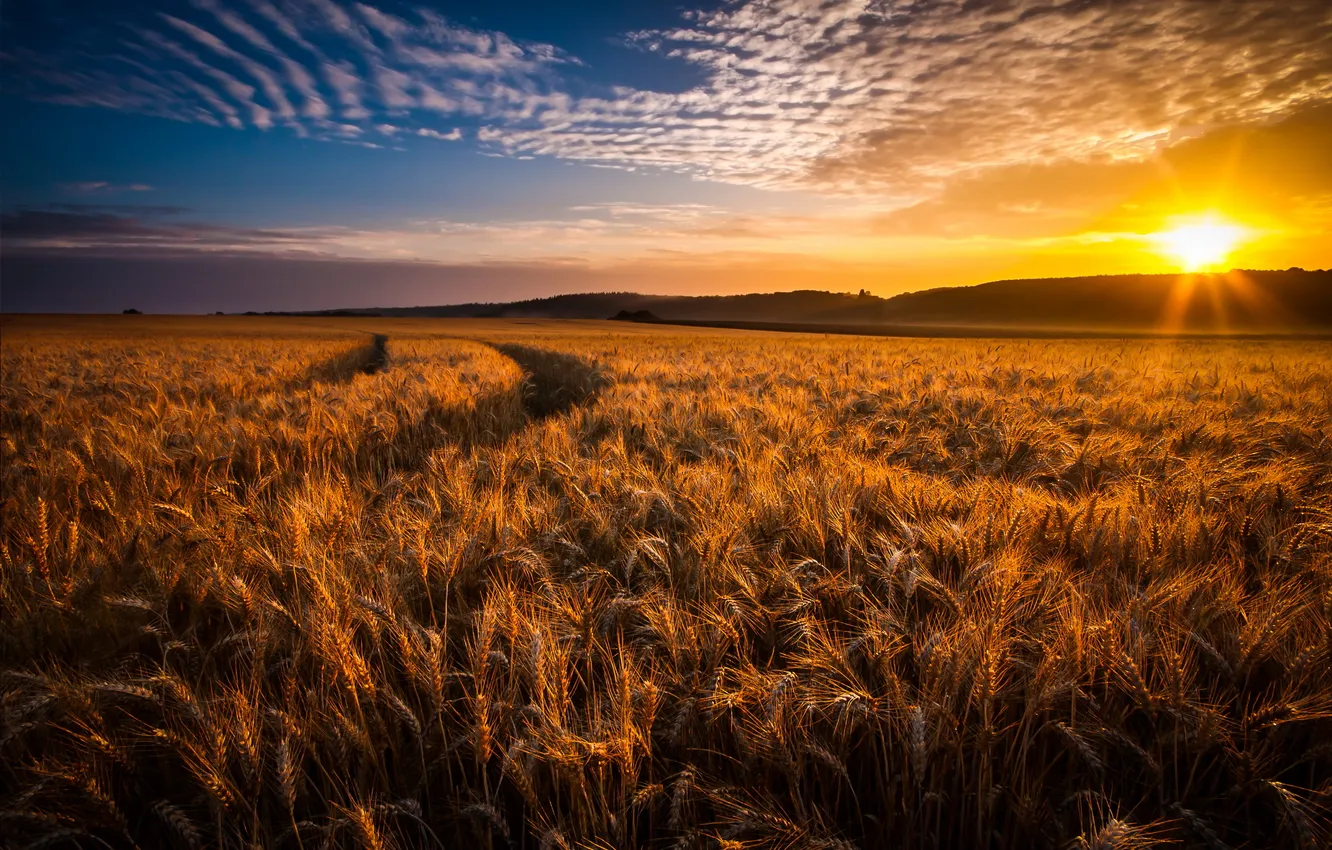 Photo wallpaper wheat, field, sunset, ears