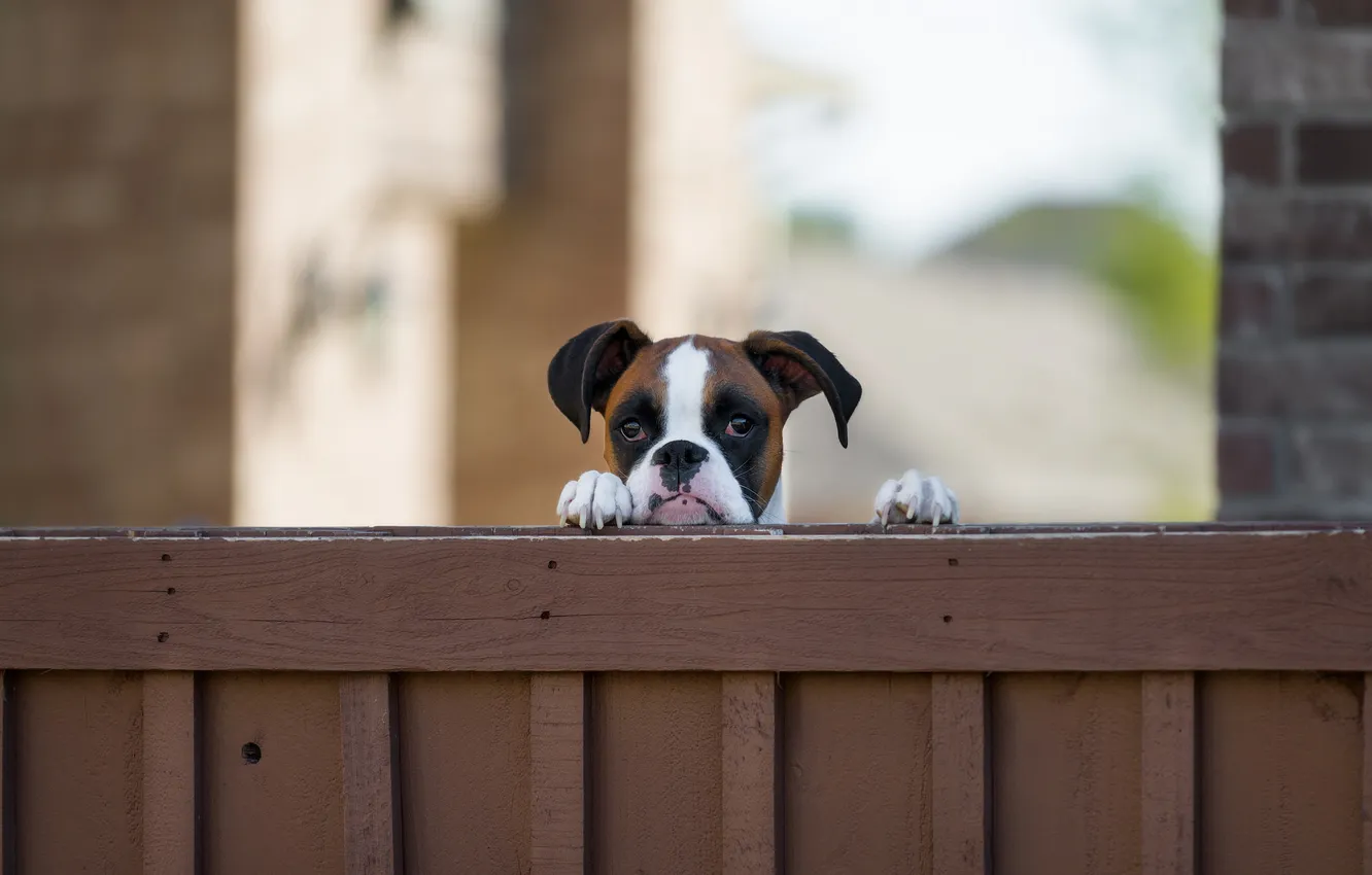 Photo wallpaper look, each, dog