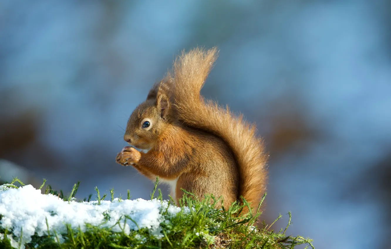 Photo wallpaper snow, background, protein, red