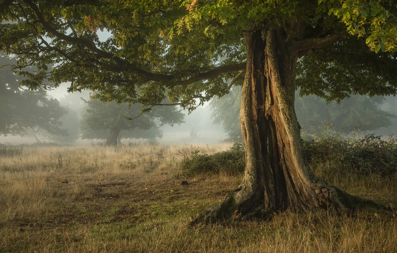 Photo wallpaper summer, trees, glade, crown