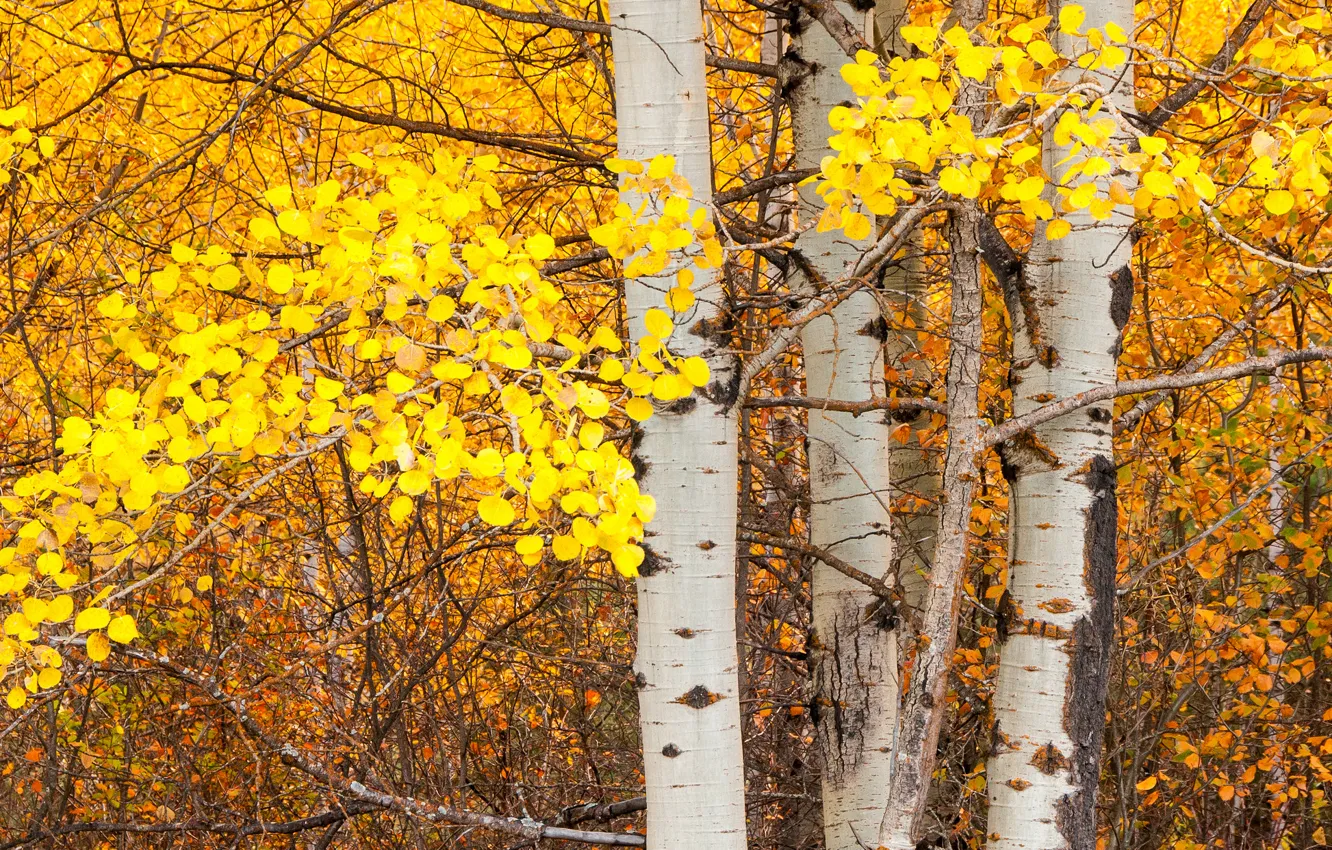 Photo wallpaper autumn, leaves, tree, trunk, aspen