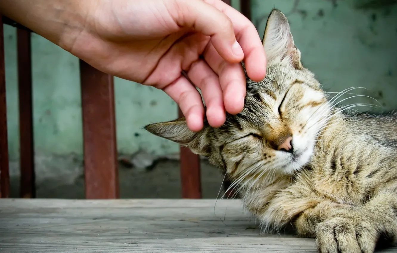 Photo wallpaper cat, cat, hand, pet, iron