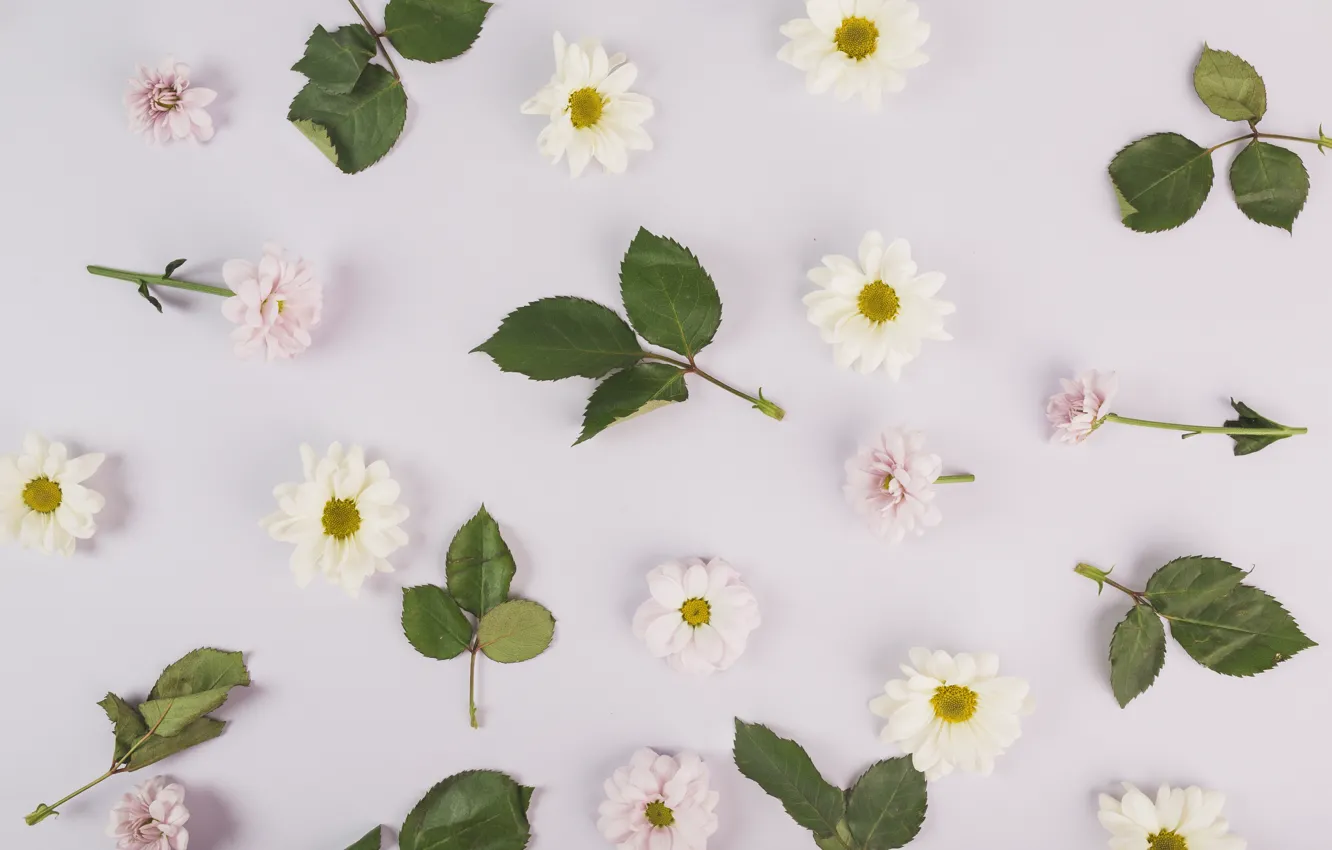 Photo wallpaper leaves, flowers, background, chrysanthemum