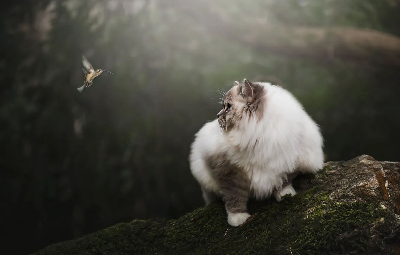 Photo wallpaper cat, cat, look, nature, background, bird, stone, moss