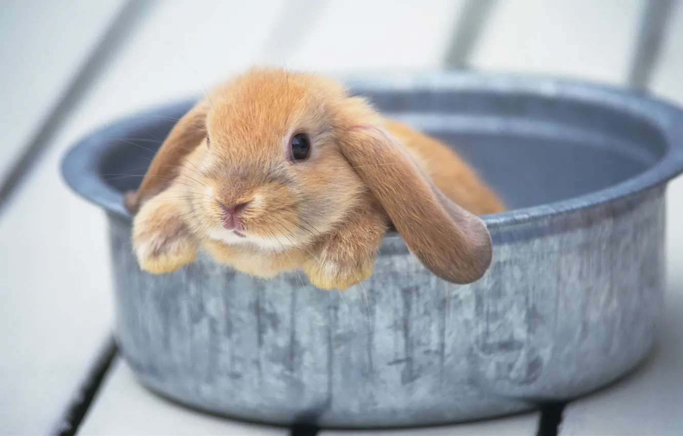 Photo wallpaper rabbit, cute, bowl
