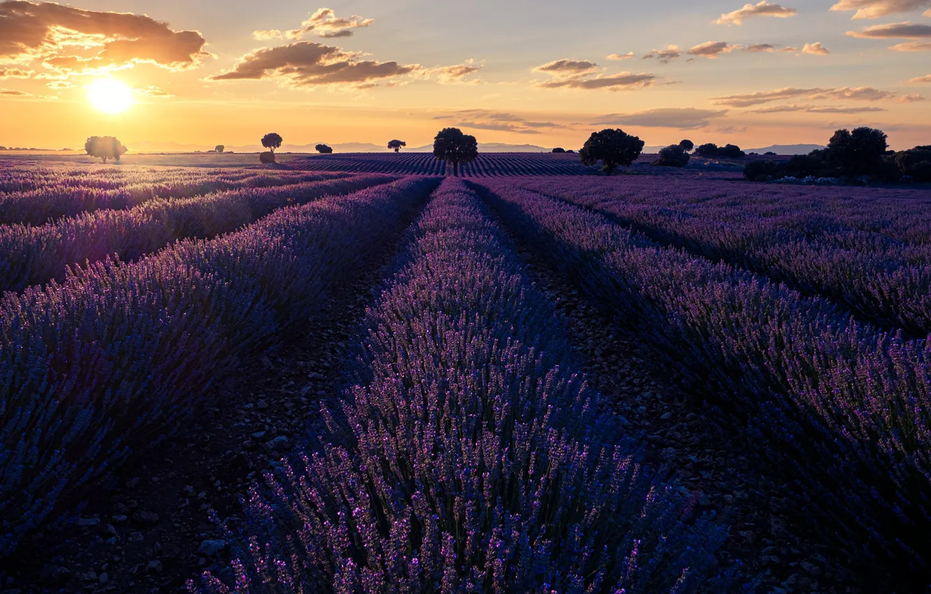 Photo wallpaper field, summer, the sky, the sun, clouds, trees, flowers, dawn