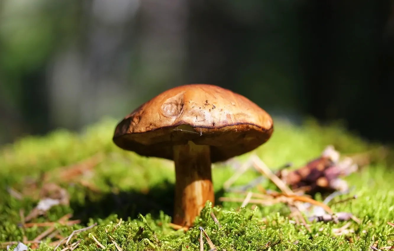 Photo wallpaper forest, background, mushroom