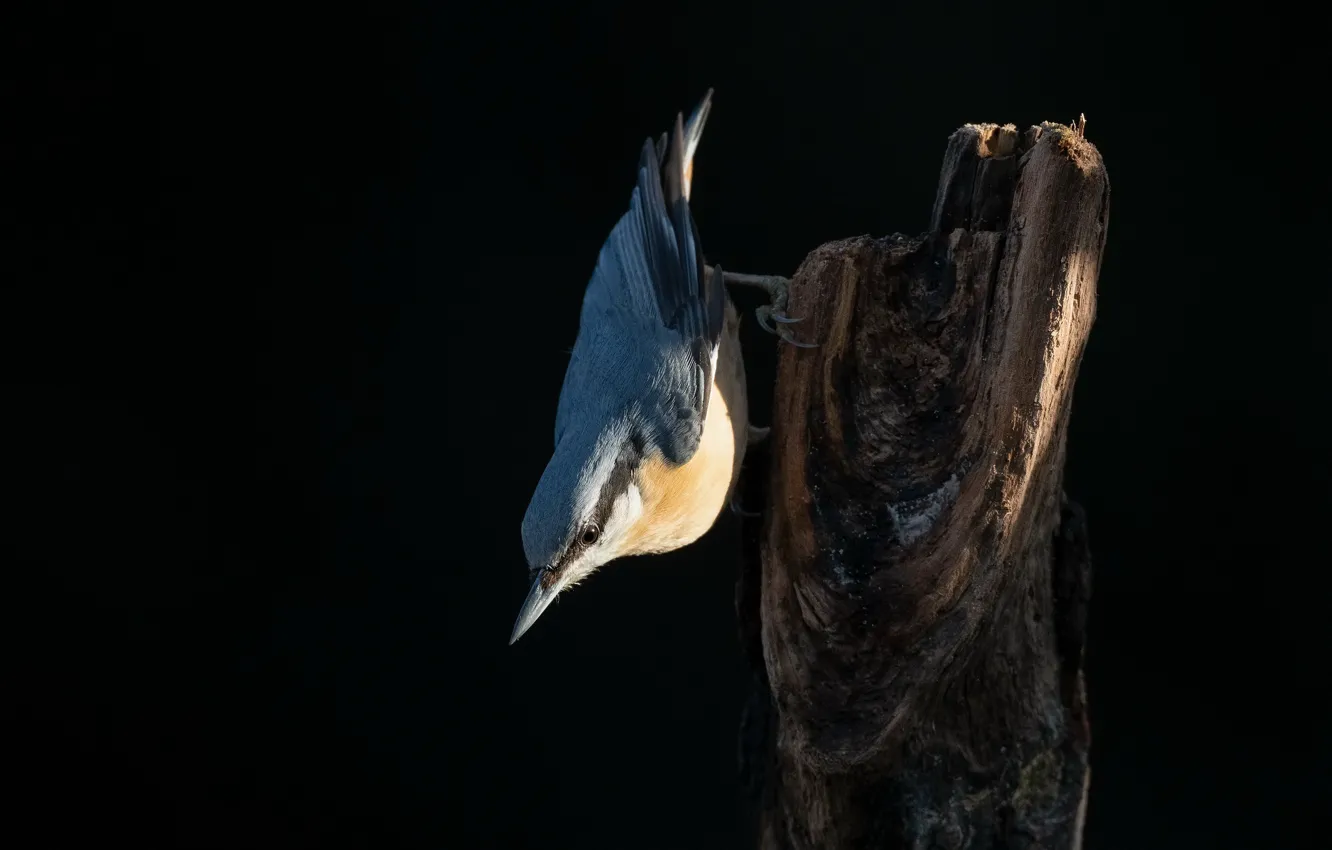 Photo wallpaper bird, Nuthatch, Sittidae, Opolznevye