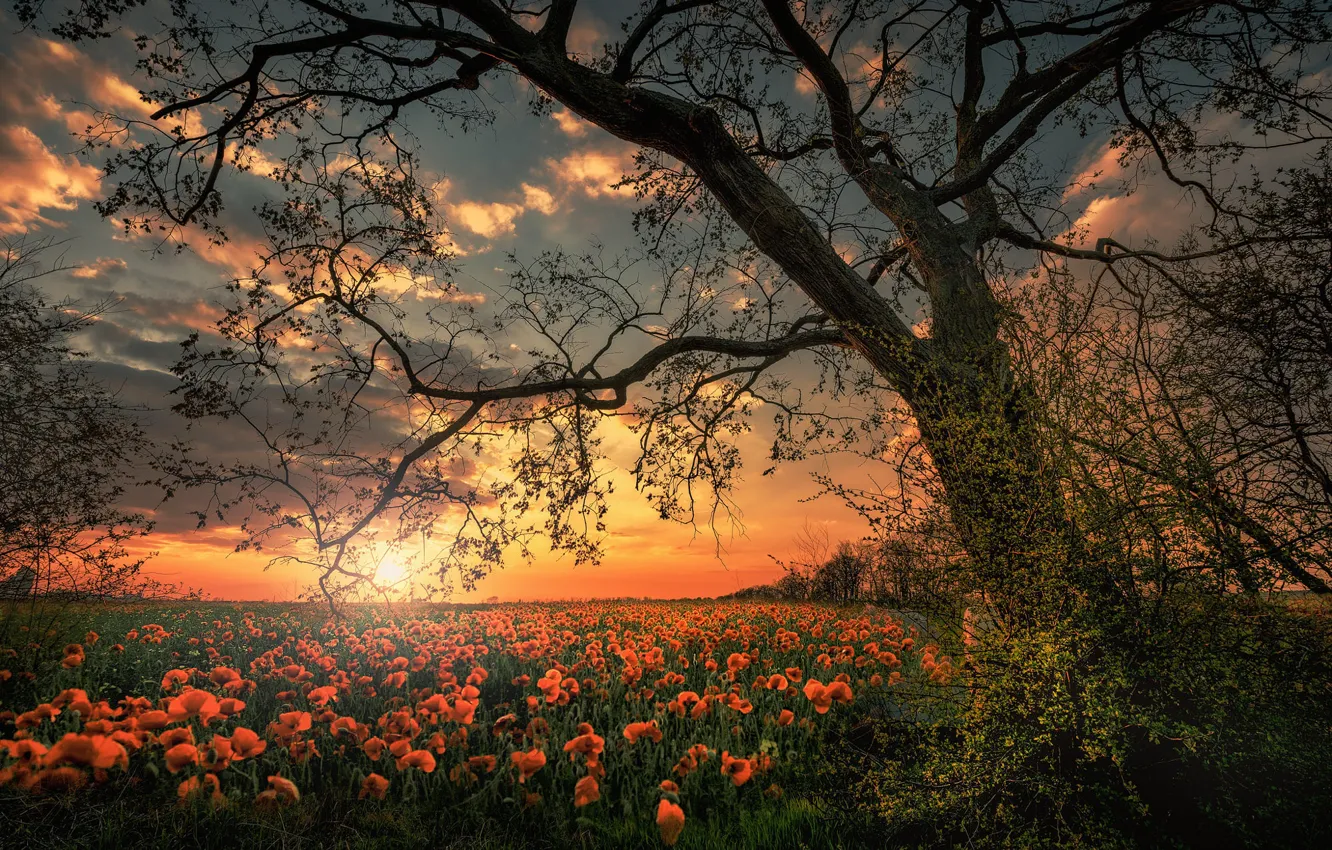 Photo wallpaper field, grass, trees, landscape, sunset, flowers, nature, Maki