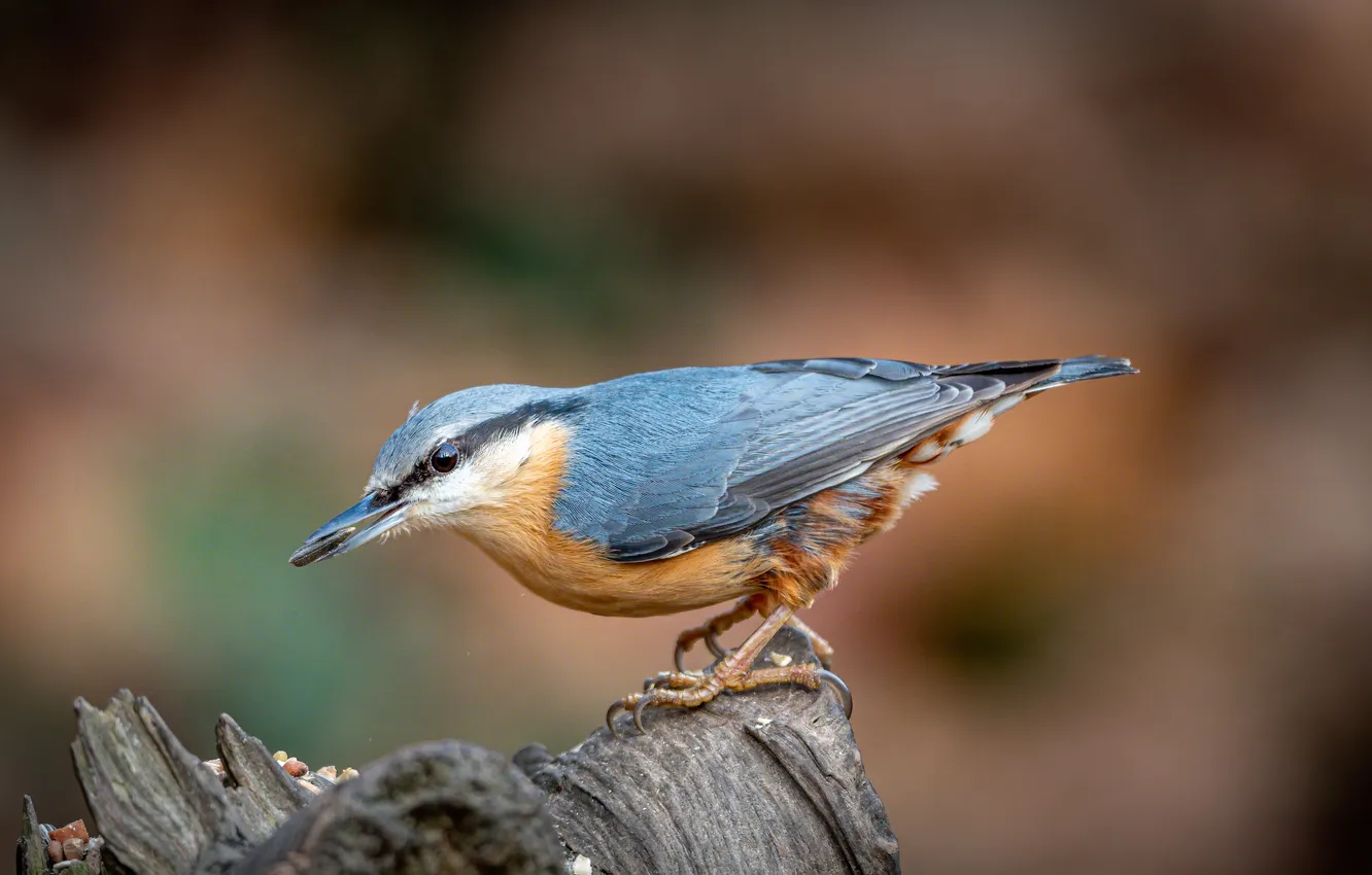 Photo wallpaper bird, nuthatch, bird