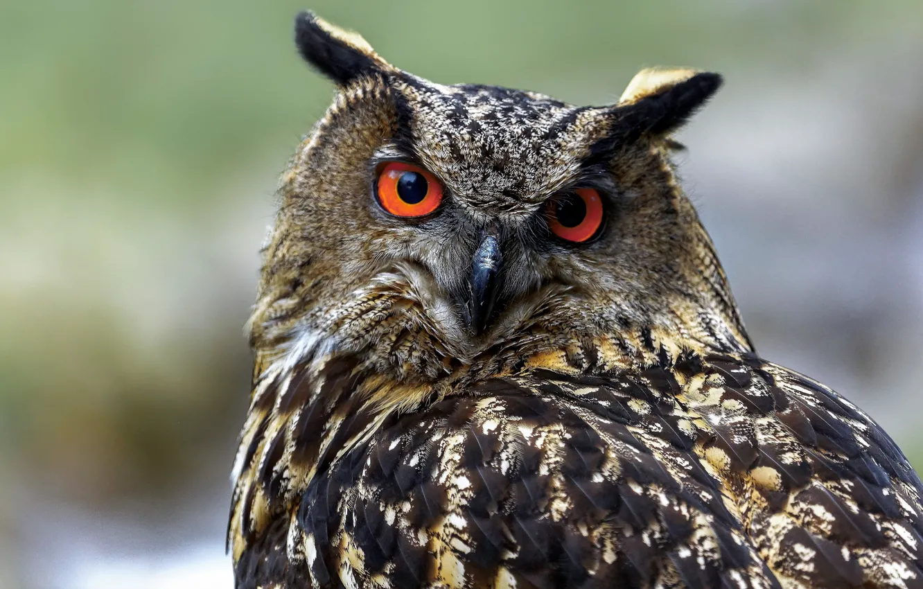 Photo wallpaper look, background, owl, bird, portrait, owl