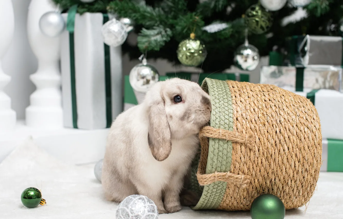 Photo wallpaper look, balls, green, grey, room, box, gift, new year