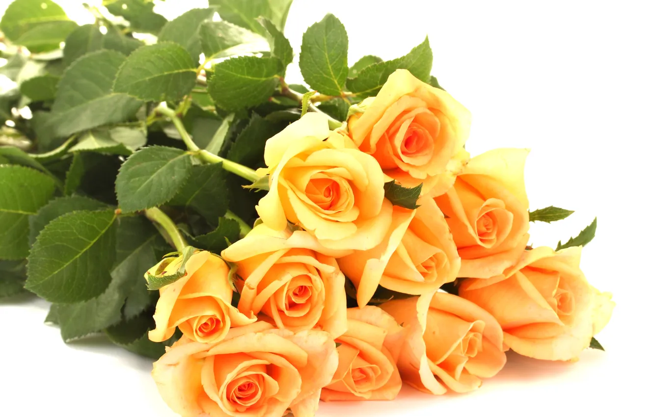 Photo wallpaper leaves, flowers, roses, bouquet, petals, white background, orange