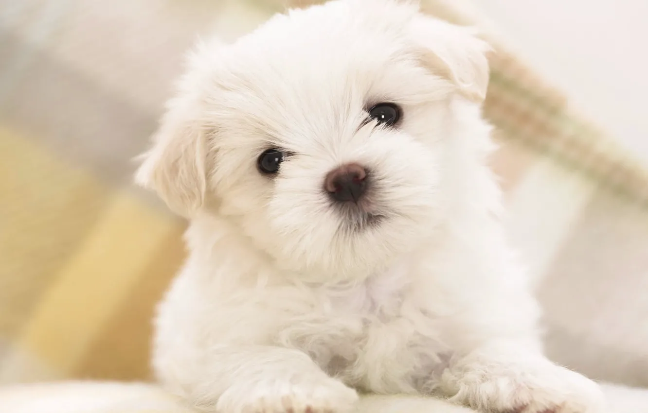 Photo wallpaper Wallpaper, cute, puppy
