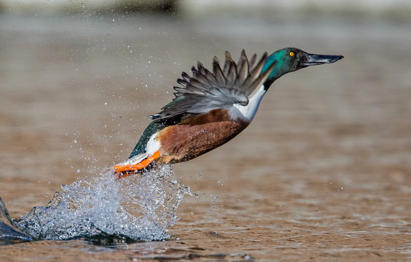Photo wallpaper water, squirt, bird, wings, shoveler duck