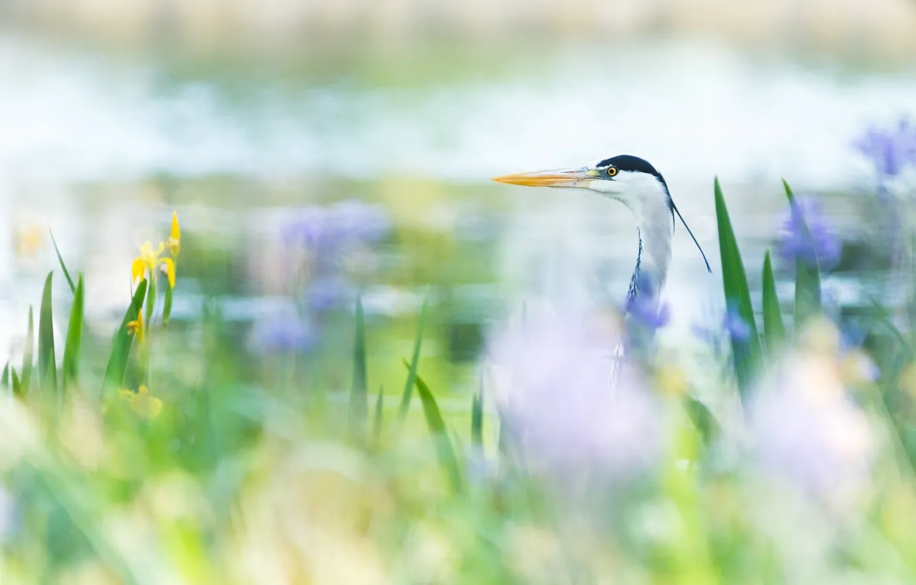 Photo wallpaper flowers, nature, bird, shore, blur, pond, Heron, bokeh