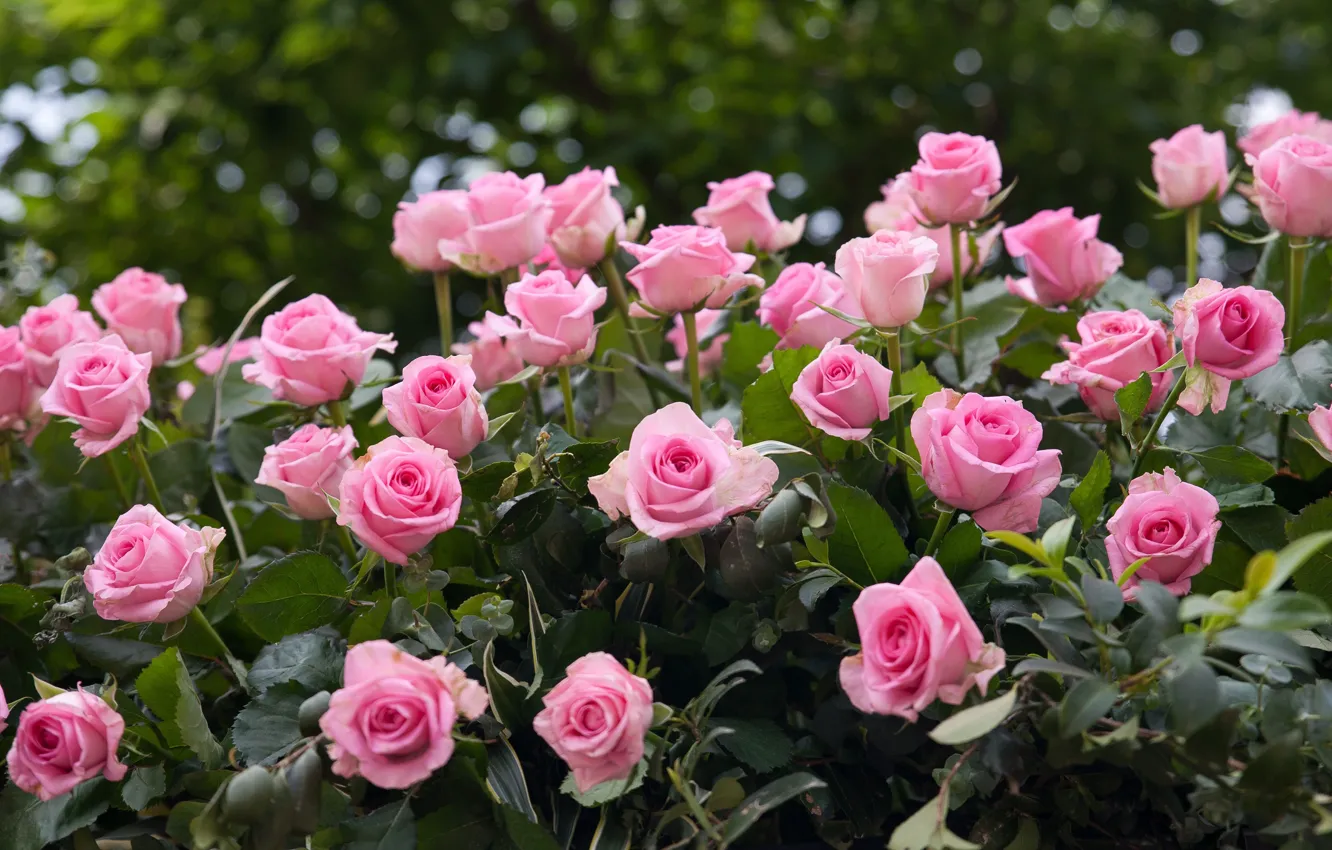 Photo wallpaper flowers, roses, pink, a lot, rose Bush