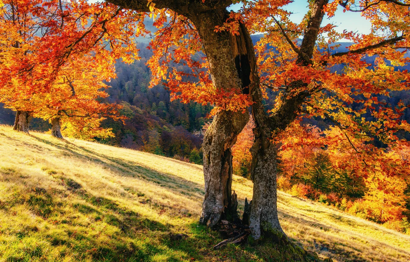 Photo wallpaper forest, trees, Ukraine, foliage