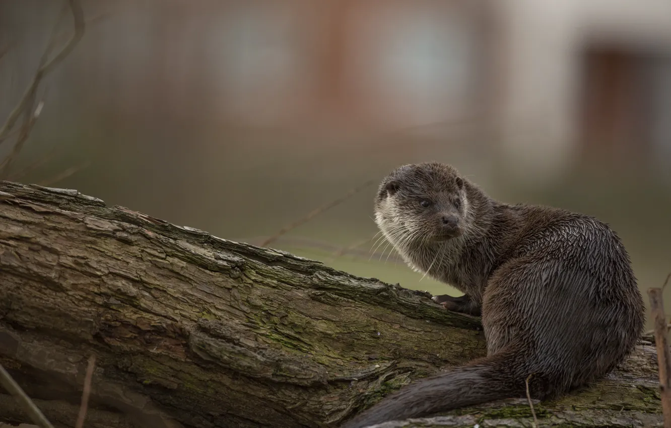 Photo wallpaper look, trees, pose, background, log, otter, river otter