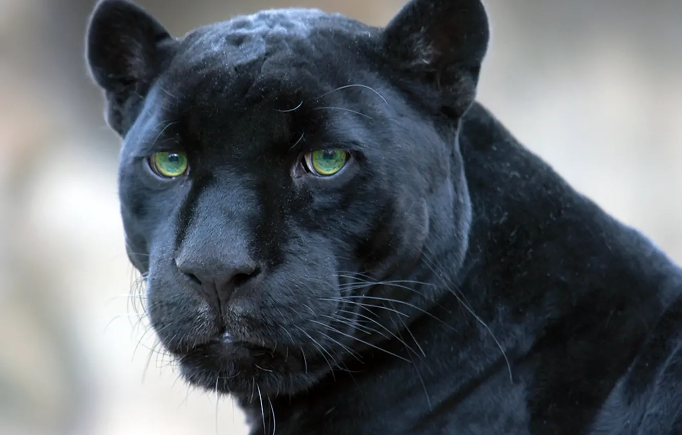 Photo wallpaper Panther, black, Jaguar