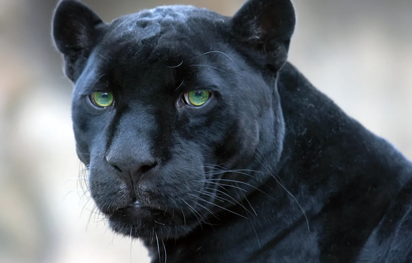 Photo wallpaper black, Panther, Jaguar