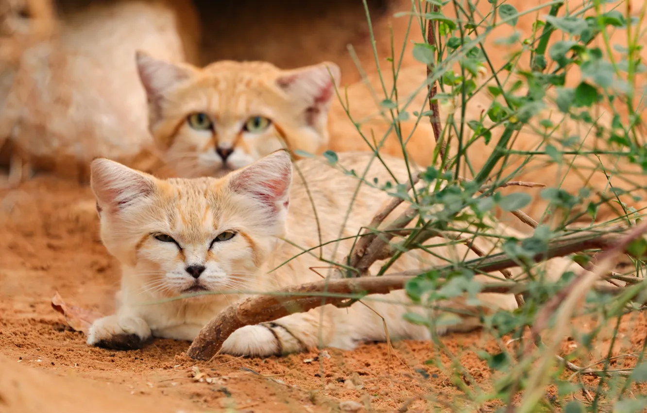 Photo wallpaper Look, Cats, Two, Abu Dhabi, Abu Dhabi, Al Ain Zoo, Arabian Sand Cats, Arabian Sand …