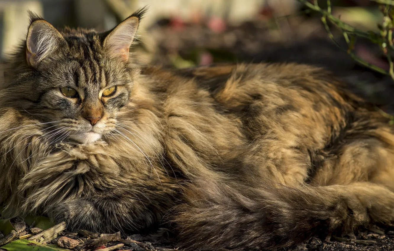 Photo wallpaper cat, look, fluffy, lies, Tomcat