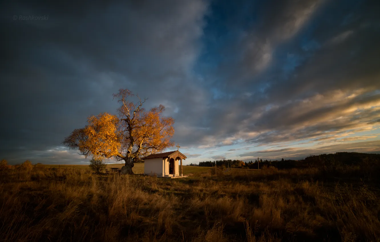 Photo wallpaper field, autumn, trees